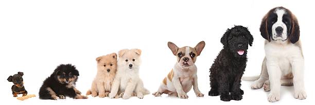 istock Cute Pack of Dogs 188138520