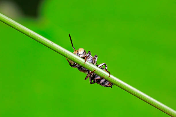 Bees inhabit plants, North China