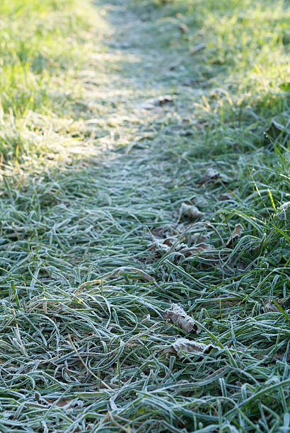 Frost Covered Garden Path. stock photo