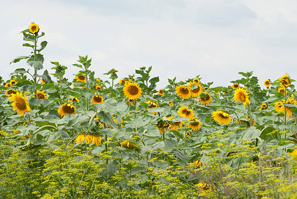 Field of Sunflowers, Poland. stock photo