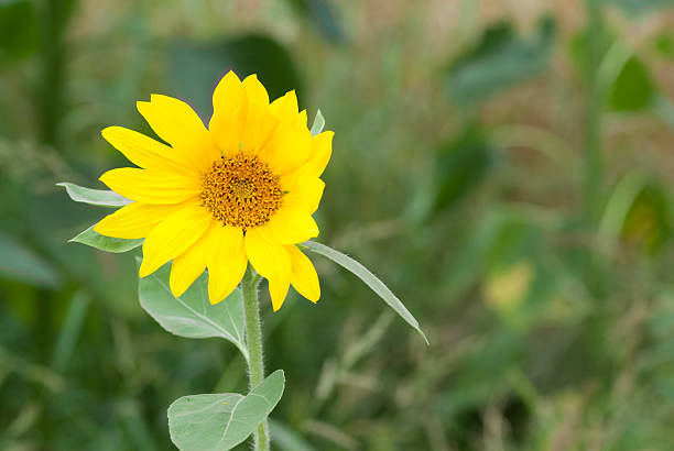 Field of Sunflowers, Poland. stock photo