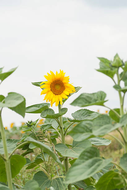 Field of Sunflowers, Poland. stock photo