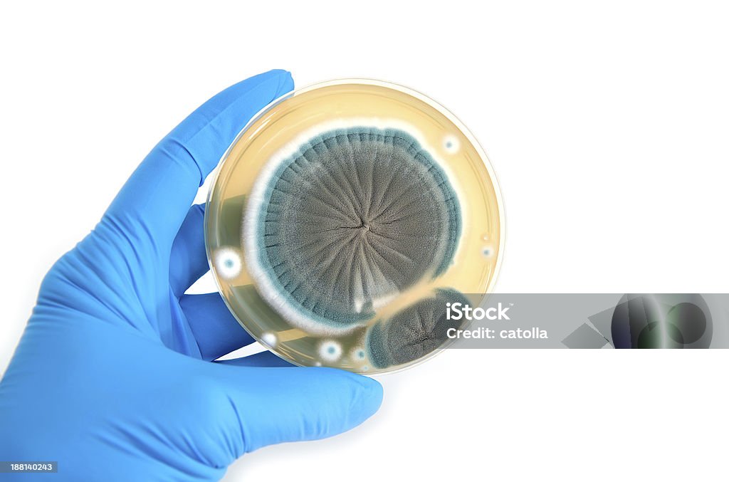 Geneticamente modificado fungos em ágar Placa - Royalty-free Antibiótico Foto de stock