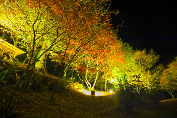 istock Autumn leaves illuminated at Oidaira Park. 1881412423