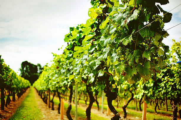 British Vineyard stock photo