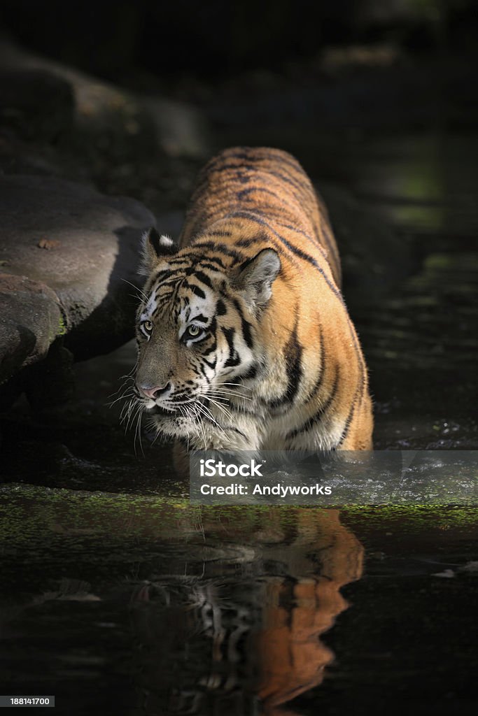 Wunderschöne Tiger zu Fuß In Wasser - Lizenzfrei Sibirischer Tiger Stock-Foto