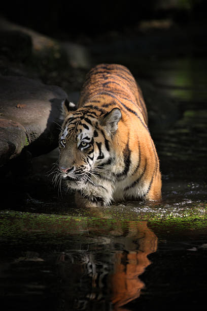 istock Beautiful Tiger Walking In Water 188141700