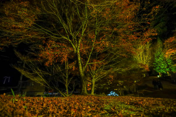 istock Autumn leaves illuminated at Oidaira Park. 1881417539