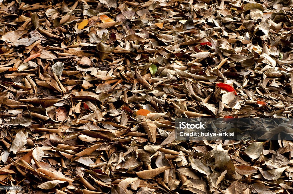 Herbst Hintergrund - Lizenzfrei Alterungsprozess Stock-Foto