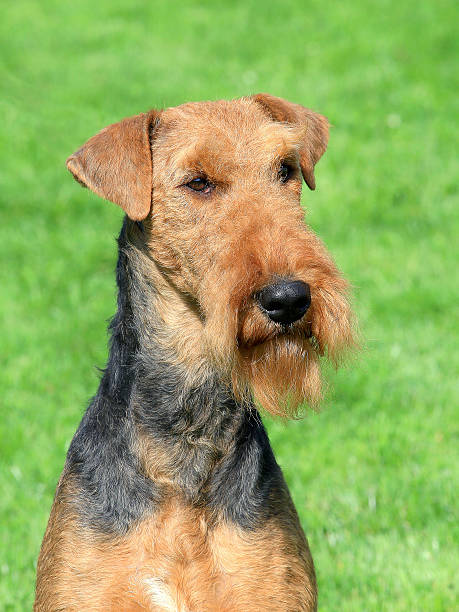 istock Airedale Terrier in the garden 188141965
