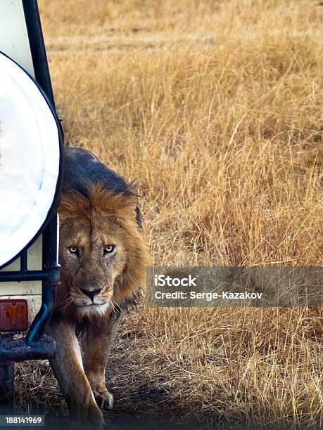 Lion Closeup Stands Next To Car Stock Photo - Download Image Now - Adult, Africa, Animal