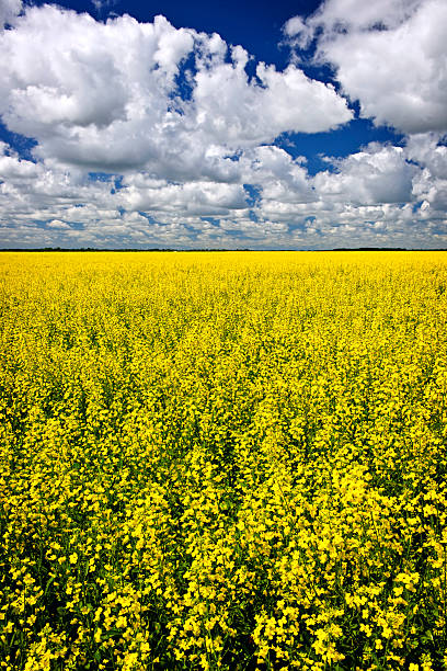 canola pole - manitoba canada prairie canola zdjęcia i obrazy z banku zdjęć