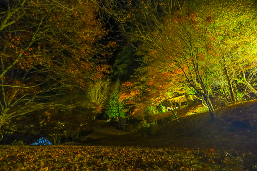 Autumn leaves illuminated at Oidaira Park.
