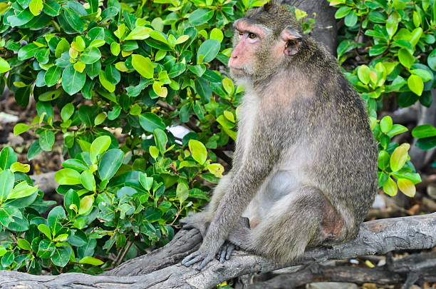 Cercopithecine Examples 80+ Cercopithecine Primate Stock Photos, Pictures & Royalty-Free Images ...