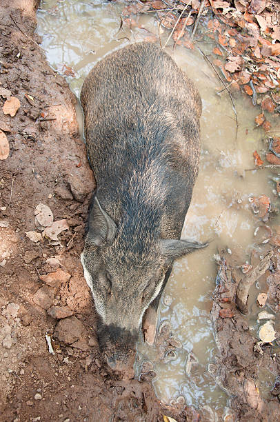 Wild little boar sleeping. stock photo