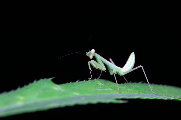 istock Mantis inhabits wild plants in North China 1881441591