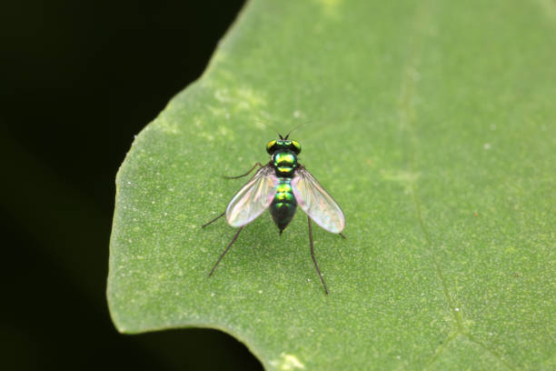 istock A tabanid perches on a green leaf in North China 1881441594