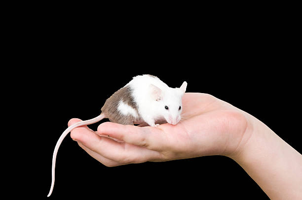 Fancy rat on a hand, isolated on a black background