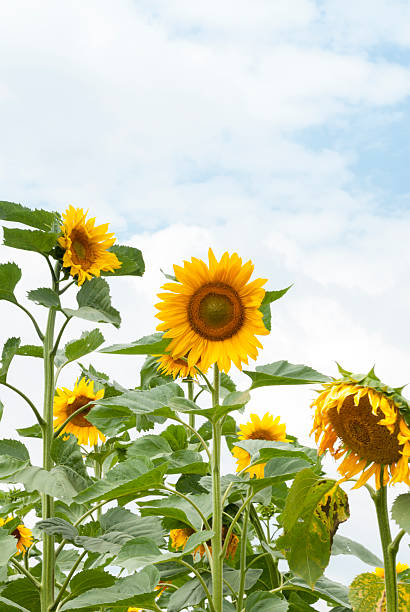 Field of Sunflowers, Poland. stock photo