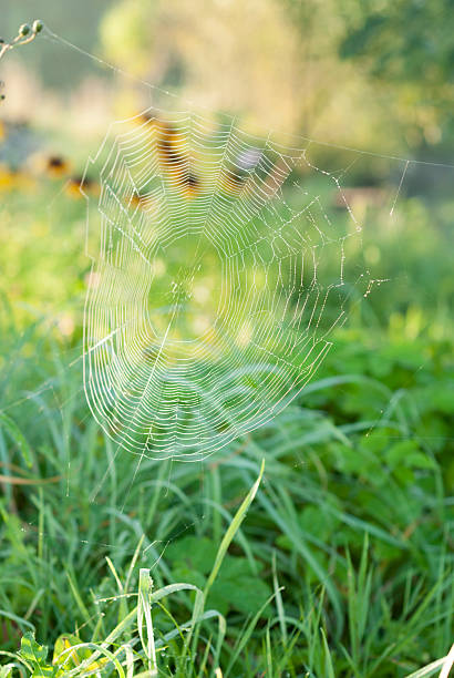 Dew Covered Spiderweb at Dawn. stock photo