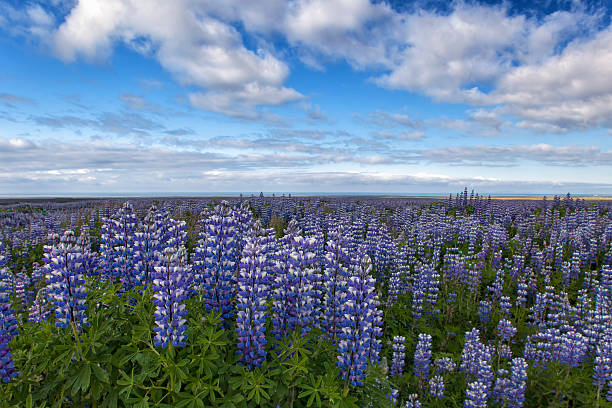 infinitas bluebonnets (lupinus) - lupine single flower flower blue imagens e fotografias de stock
