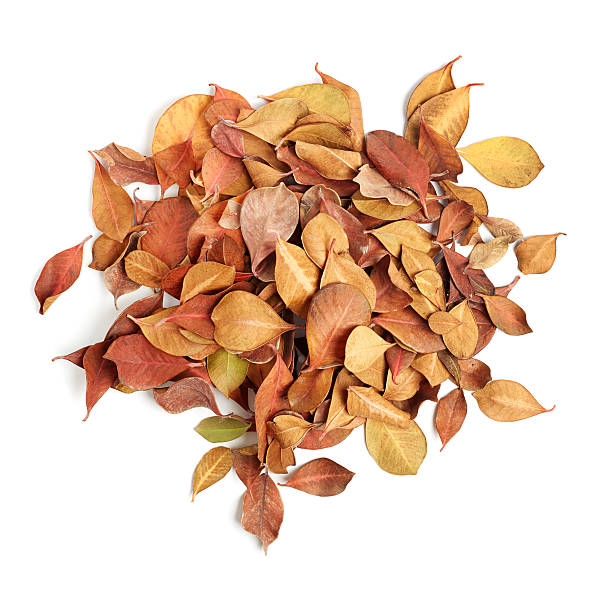 istock heap of dry leaves on white background 188145393
