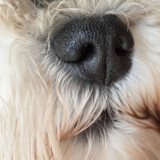 istock Dog Face & Nose Closeup 188145767