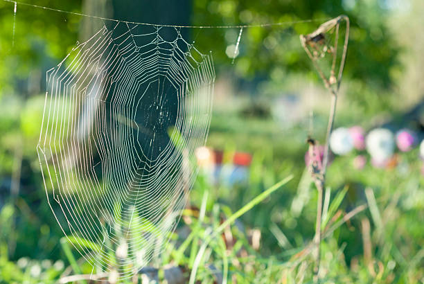 Dew Covered Spiderweb at Dawn. stock photo