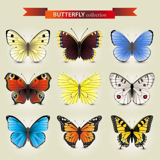 Vector illustration of Butterfly collection