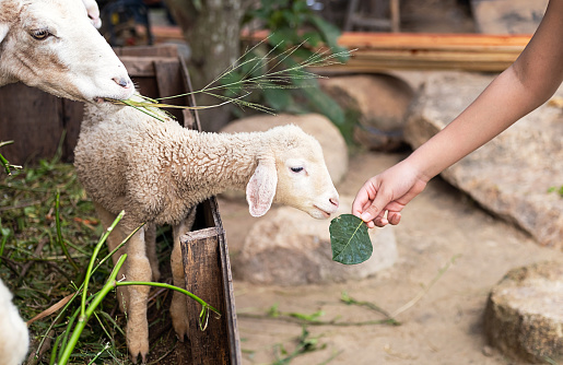 Cute little lamb eating herb at petting zoo.