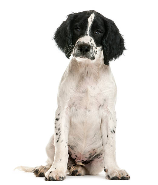 istock English Springer Spaniel sitting and looking at camera 188147984