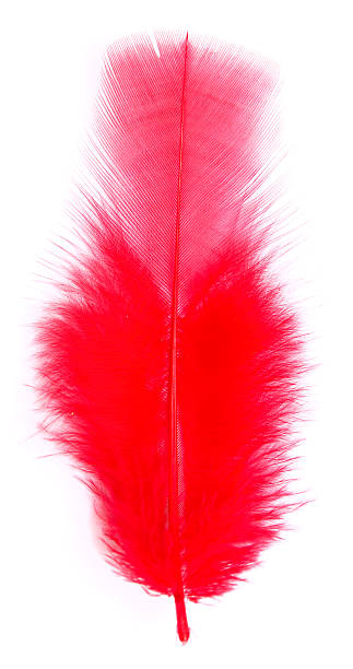 feather - feather boa feather isolated red stock-fotos und bilder