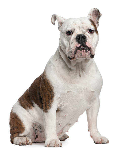 istock mixed-breed Bulldog, 12 months old, sitting,  isolated on white 188148770