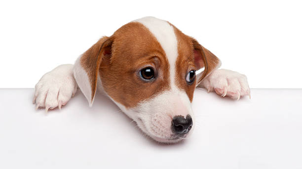 istock Jack Russell Terrier puppy getting out of a box 188148774