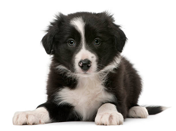 istock Border Collie puppy, 6 weeks old, lying isolated on white 188148783