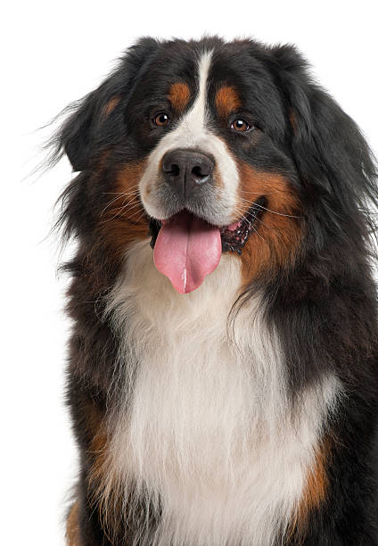 istock Panting Bernese Mountain Dog sitting isolated on white 188148788