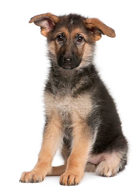istock German Shepherd puppy, 4 months old, sitting isolated on white 188148895