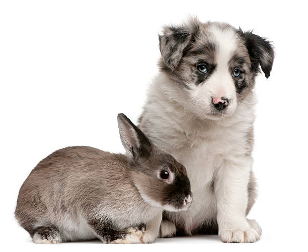 istock Border Collie puppy and a rabbit, isolated on white 188148947