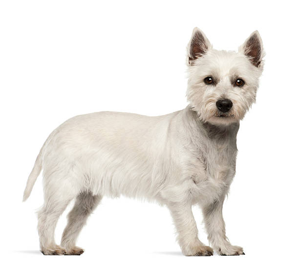 istock West Highland White Terrier standing, isolated 188149115
