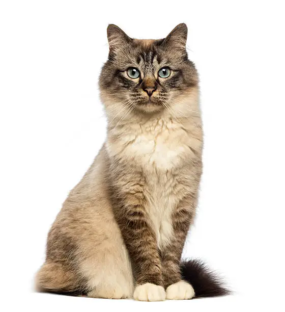 Birman cat sitting and looking at camera against white background