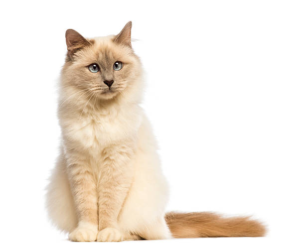 istock Birman cat sitting an looking away against white background 188150810