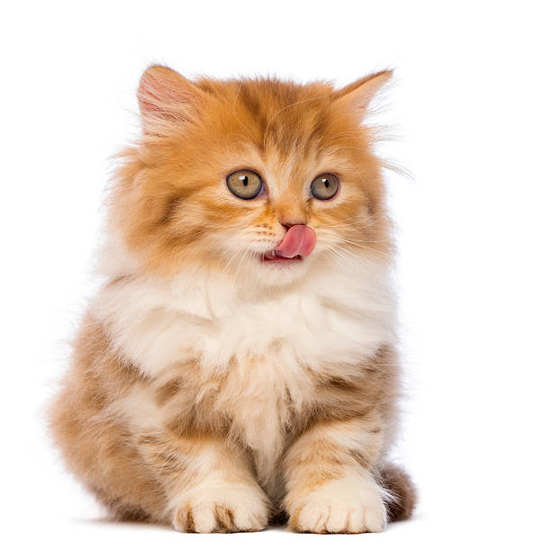 istock British Longhair kitten, sitting, looking away and licking 188150814