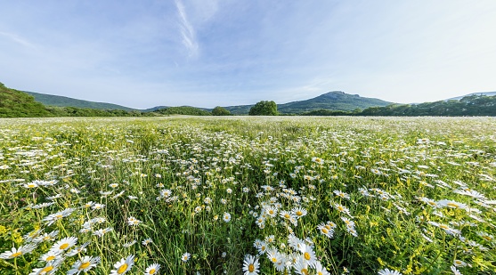 Flower of daisy is swaying in the wind. Chamomile flowers field with green grass. Close up.