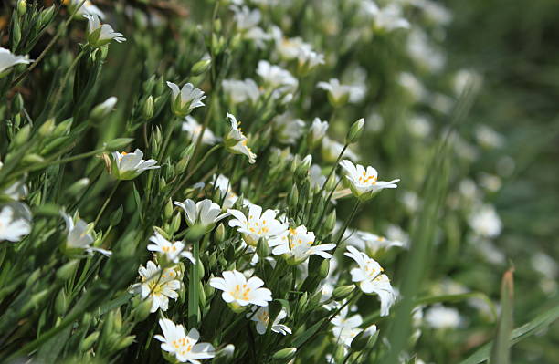 Greater Stitchwort (Stellaria Holostea) stock photo