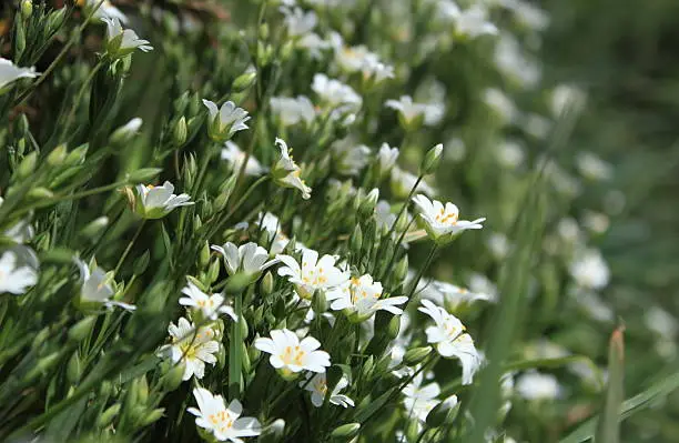 Close up of Greater Stitchwort (Stellaria Holostea), common to Cornish hedgerows.