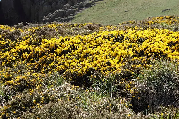 Gorse