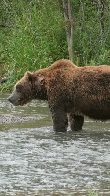 Big brown bear catch salmon