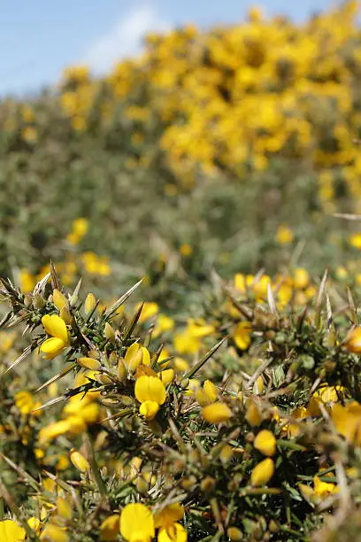 Close up of Gorse