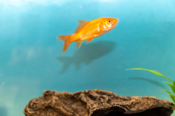 istock goldfish swimming in the water 1881561285