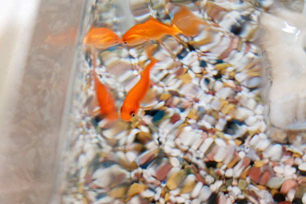 Goldfish swimming among bubbles